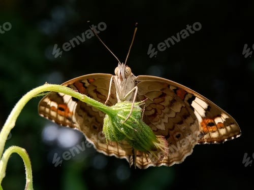 Preview: Butterfly