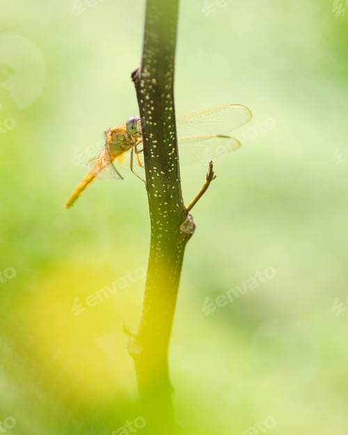 Preview: dragonfly