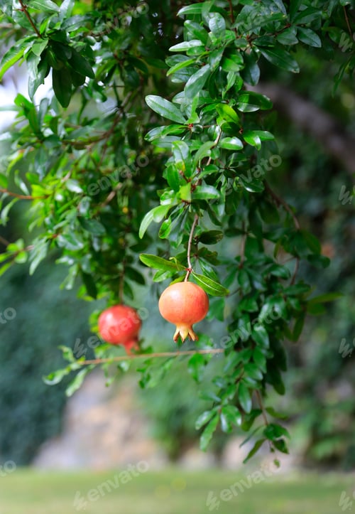 Preview: Pomegranates hanging on tree at autumn