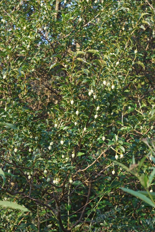 Preview: Japanese Snawbell With Fruits (Styrax Japonicus)