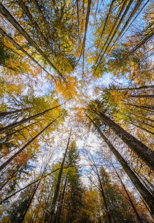 Preview: Look up in the autumn forest