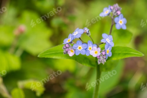 Preview: Forget-me-not wildlflowers