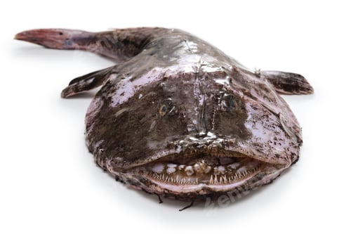Preview: Ankou ( Japanese goosefish )