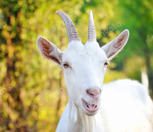 Preview: Close up portrait of a white goat in the pasture