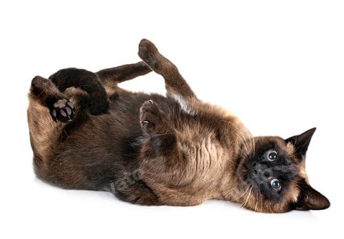 Preview: siamese cat in studio