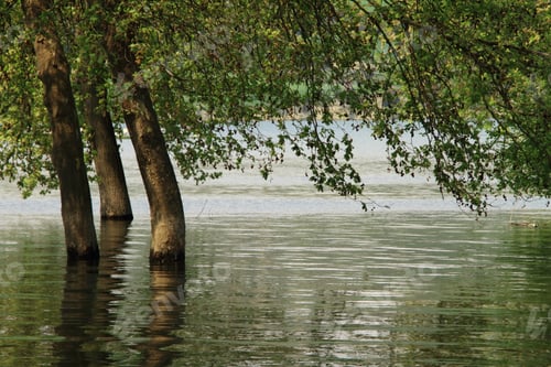 Preview: trees in the lake
