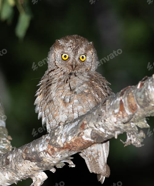 Preview: Eurasian scops owl, Otus scops. A bird sits on a branch, feathers fluffed up