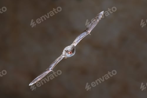 Preview: Long-fingered bat flying