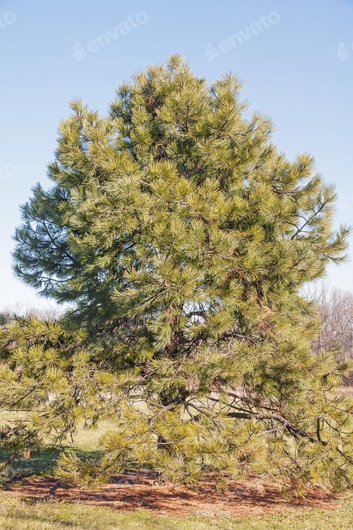 Preview: Ponderosa Pine (Pinus Ponderosa). Called Bull Pine, Blackjack Pine And Western Yellow Pine Also