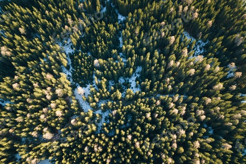 Preview: Pine trees Aerial view
