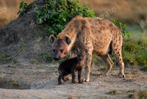 Preview: Hyena and Her Cub