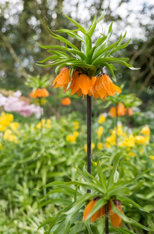 Preview: Crown Imperials, Kaiser's Crown, Fritillaria imperialis