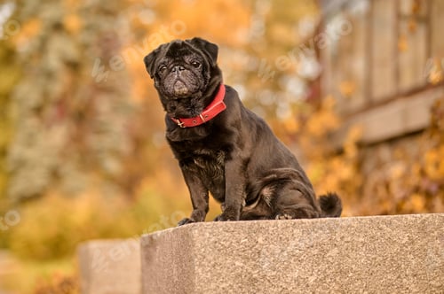 Preview: A cute black bulldog with a red dog-collar