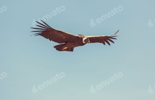 Preview: Condor