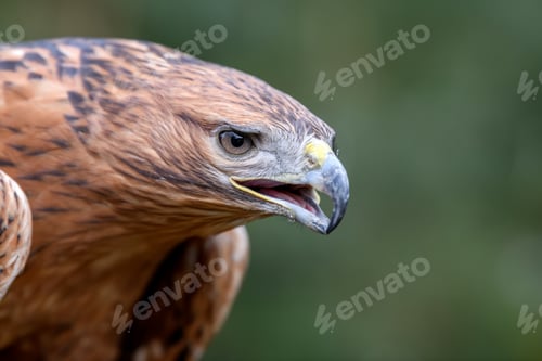 Preview: Steppe eagle portrait in forest. Danger animal in nature habitat