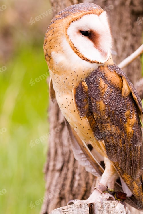Preview: Barn owl