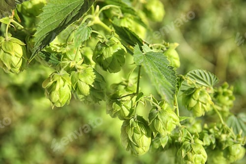 Preview: Fresh green hops on bine against blurred background. Beer production