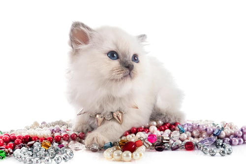 Preview: birman kitten in studio
