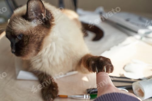 Preview: Siamese cat gently touching human finger with paw on table showing affection and connection in cozy