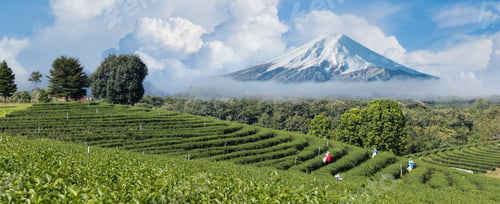 Preview: Beautiful fresh green tea plantation .