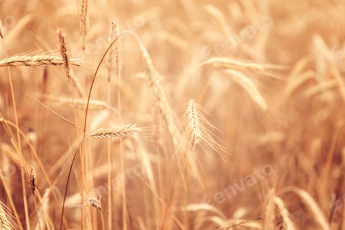 Preview: Sunny golden wheat field