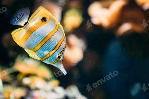 Preview: Copperband Butterflyfish Or Beaked Coral Fish Chelmon Rostratus