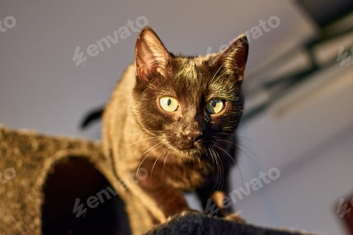 Preview: Shallow focus shot of a Bombay cat fluffy muzzle lying on the scratching post