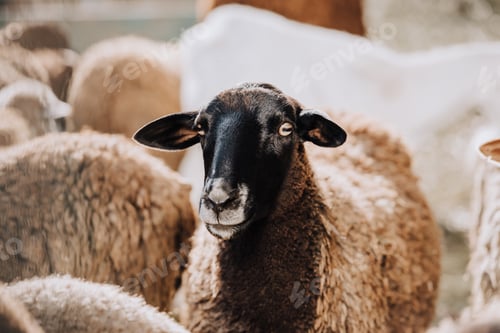 Preview: portrait of brown sheep grazing with herd in corral at farm