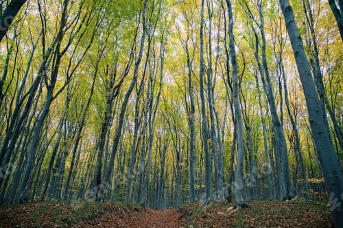 Preview: beautiful autumn forest with colorful leaves