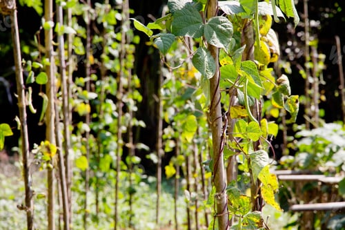 Preview: string bean in the garden