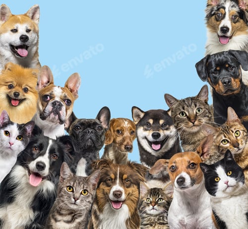 Preview: Large group of cats and dogs looking at the camera on blue