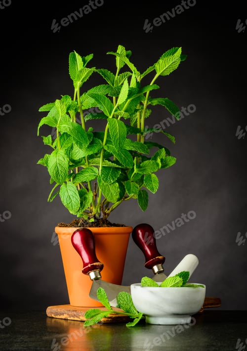 Preview: Mint Plant with Pestle and Mortar Growing in Pot