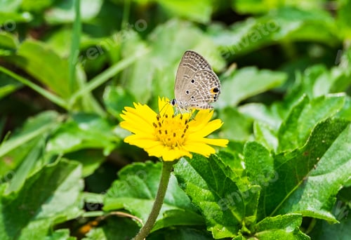 Preview: Small butterfly gray smelling pollen yellow flower