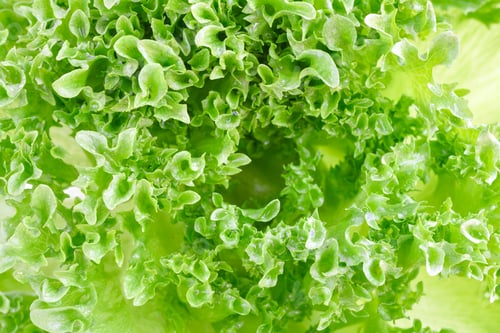 Preview: Closeup of green lettuce leaves, fragment. Abstract background.
