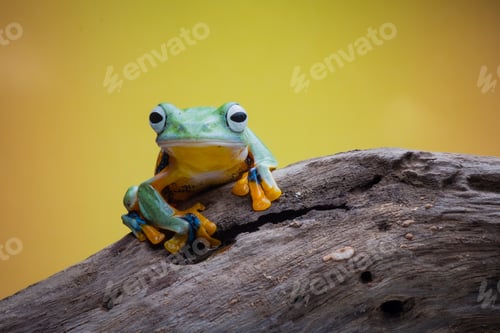 Vorschau: Laubfrosch