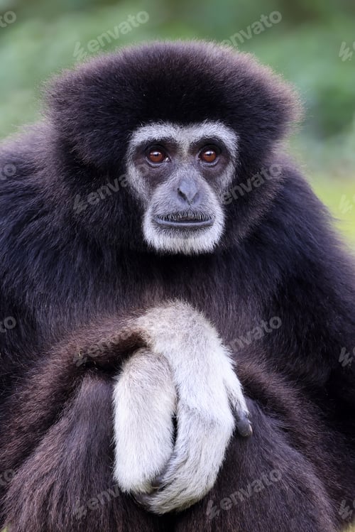 Preview: lar gibbon (Hylobates lar)