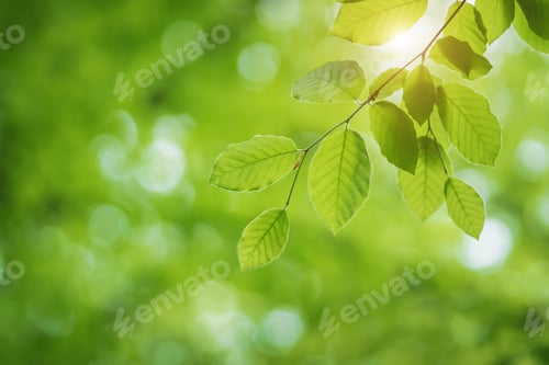 Preview: Green fresh spring leaf