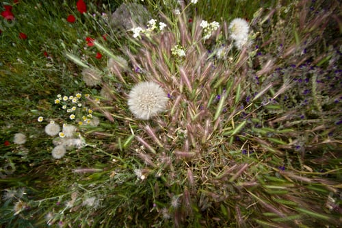 Preview: dandelion seeds and various flowers and plants