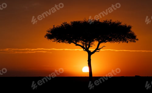 Preview: Sunrise on the Serengeti