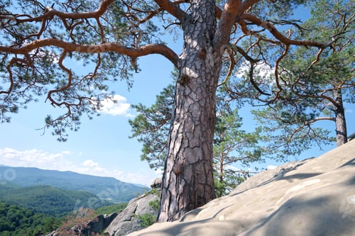 Preview: Big old pine tree growing on rocky mountain top under blue sky on summer mountain view background