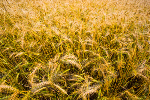 Preview: Wheat field in Hebei province, China