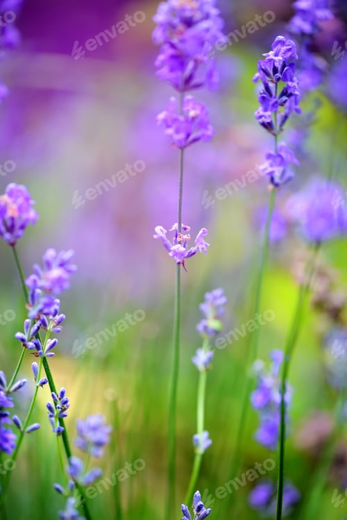 Preview: Lavender flower field, image for natural background, selective f