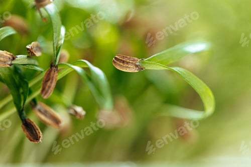 Preview: Close-up of young green sprouts of micro greens