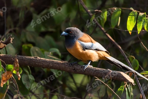 Preview: Rufous treepie or Dendrocitta vagabunda perches on branch in India