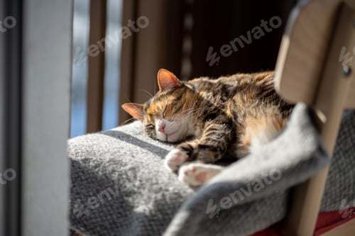 Preview: Lazy cat resting and lying on woolen plaid on chair, basking in warm sunlight near window on balcony