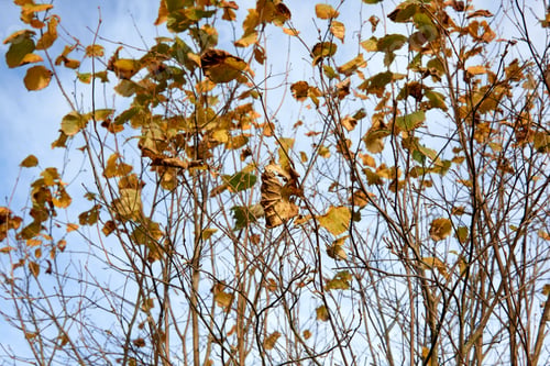 Preview: Various Fall Leaves on Branches