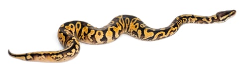 Preview: Female Pastel calico Python