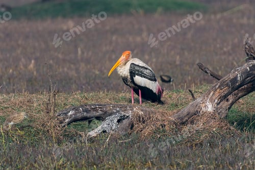 Preview: Painted stork