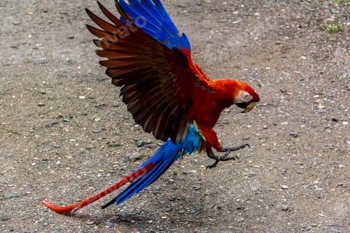 Preview: Scarlet Macaws Landing - Copan, Honduras