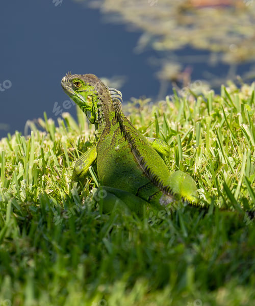 Preview: Vertical shot of a green iguana sitting in the grass